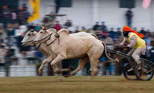 bullock cart