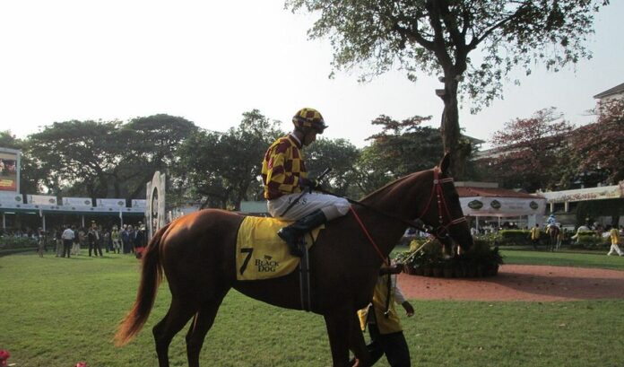 Jockey riding a racehorse in a race in Mumbai A jockey rides the racehorse Dancing Prances in a race in Mumbai